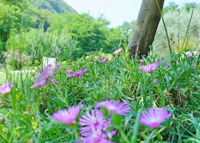 Rosarancio Bassano del Grappa